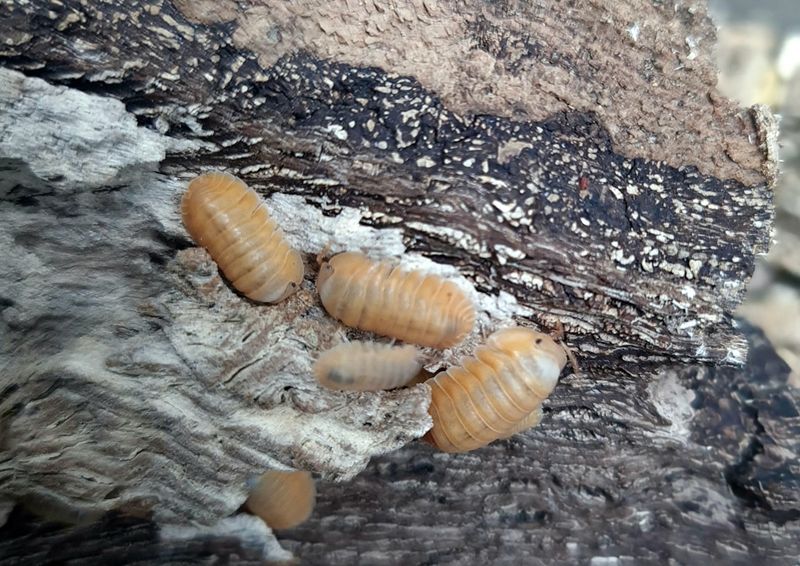 Cubaris sp 'Orange Freezy'