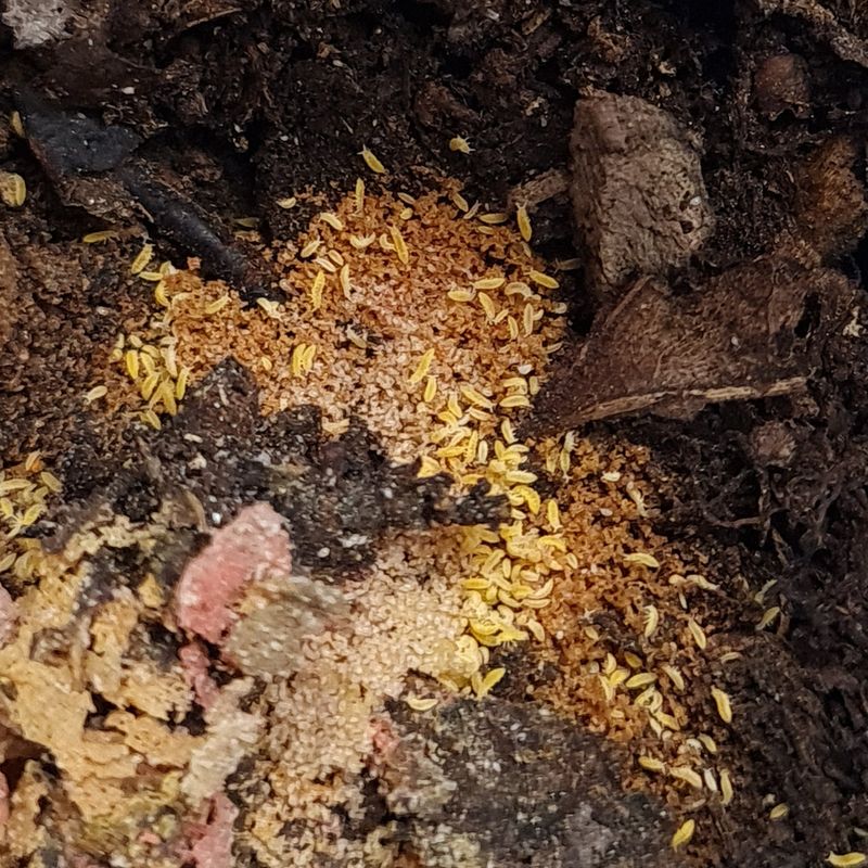 Gele springstaarten (Cheratysello sp 'Yellow')