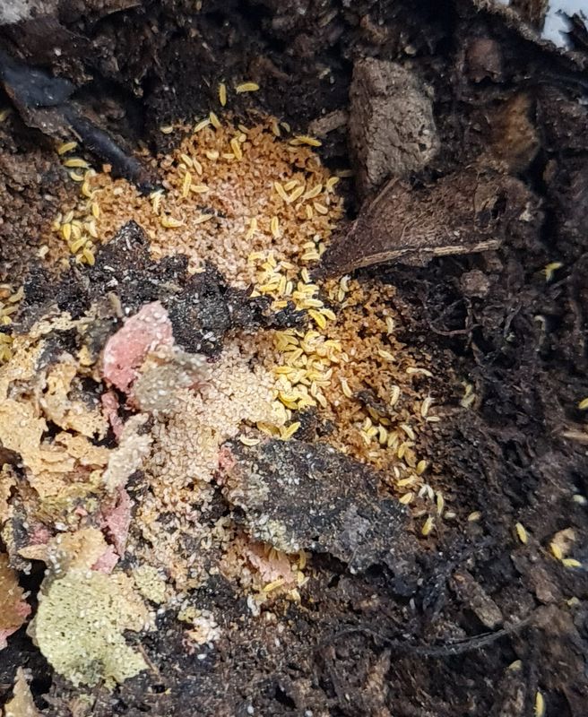 Gele springstaarten (Cheratysello sp &#39;Yellow&#39;)