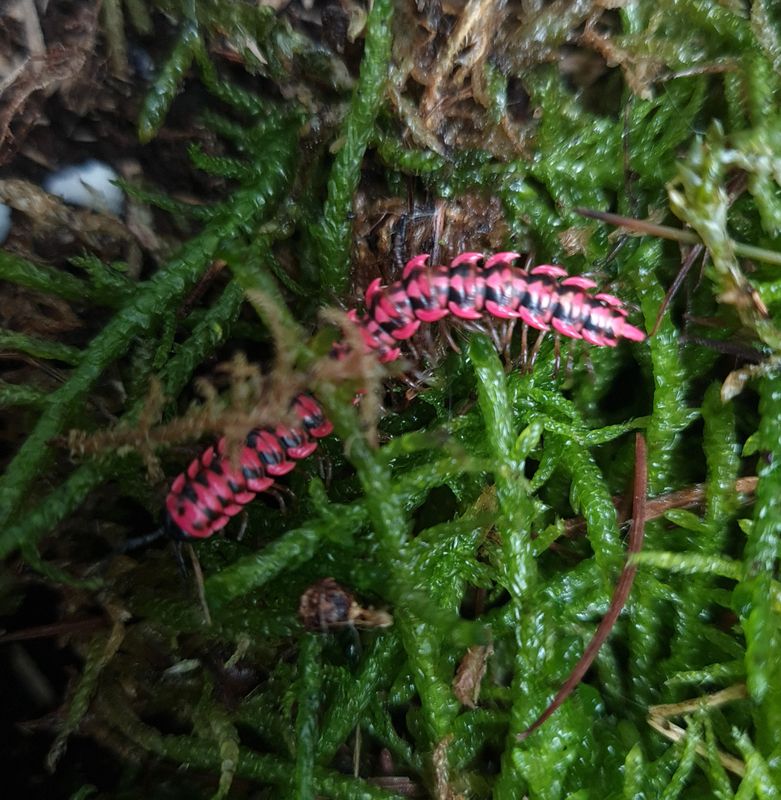 Antheromorpha uncianta