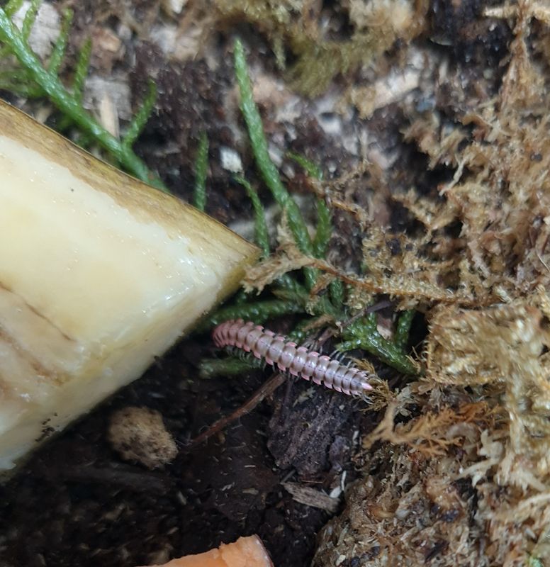 Antheromorpha uncinata