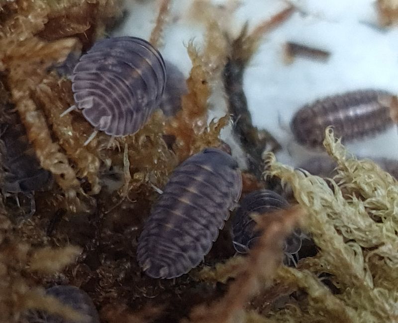 Cubaris sp Platin Tung Song