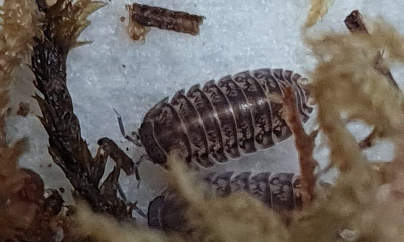 Cubaris sp Platin Tung Song