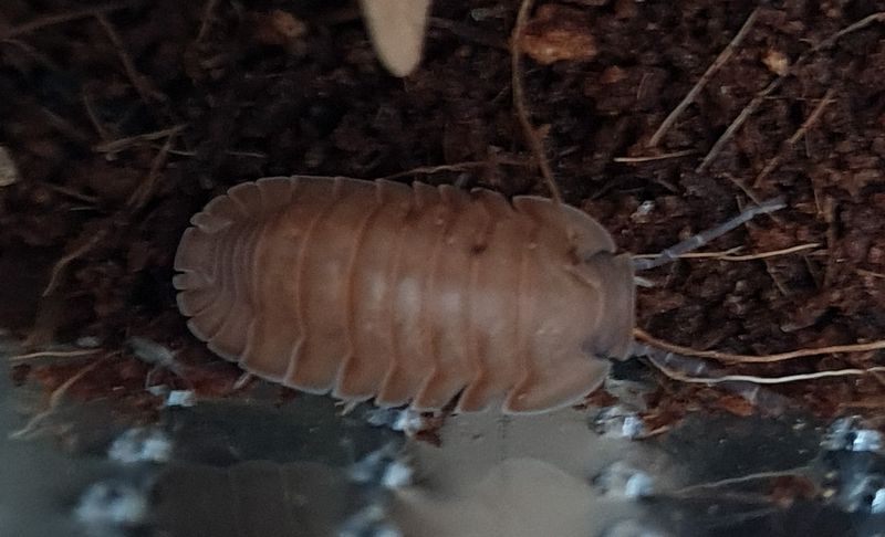 Cubaris sp. Salmon "Martinique"