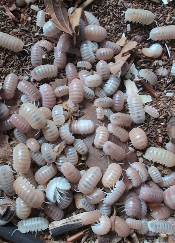 Armadillo officinalis &#39;Pink &amp; White&#39;