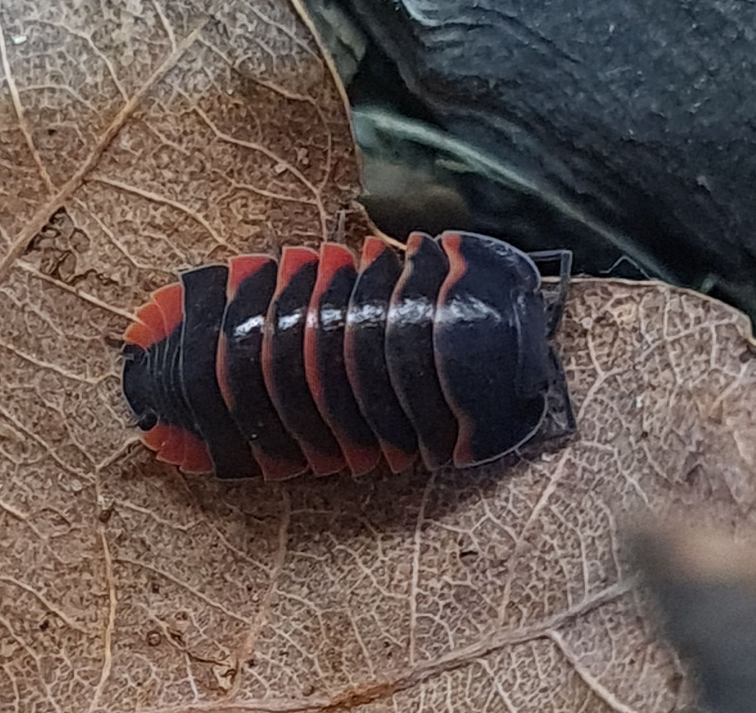 Ardentiella sp &#39;Ember Bee High Red&#39;
