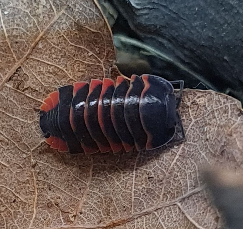 Ardentiella sp &#39;Ember Bee High Red&#39;