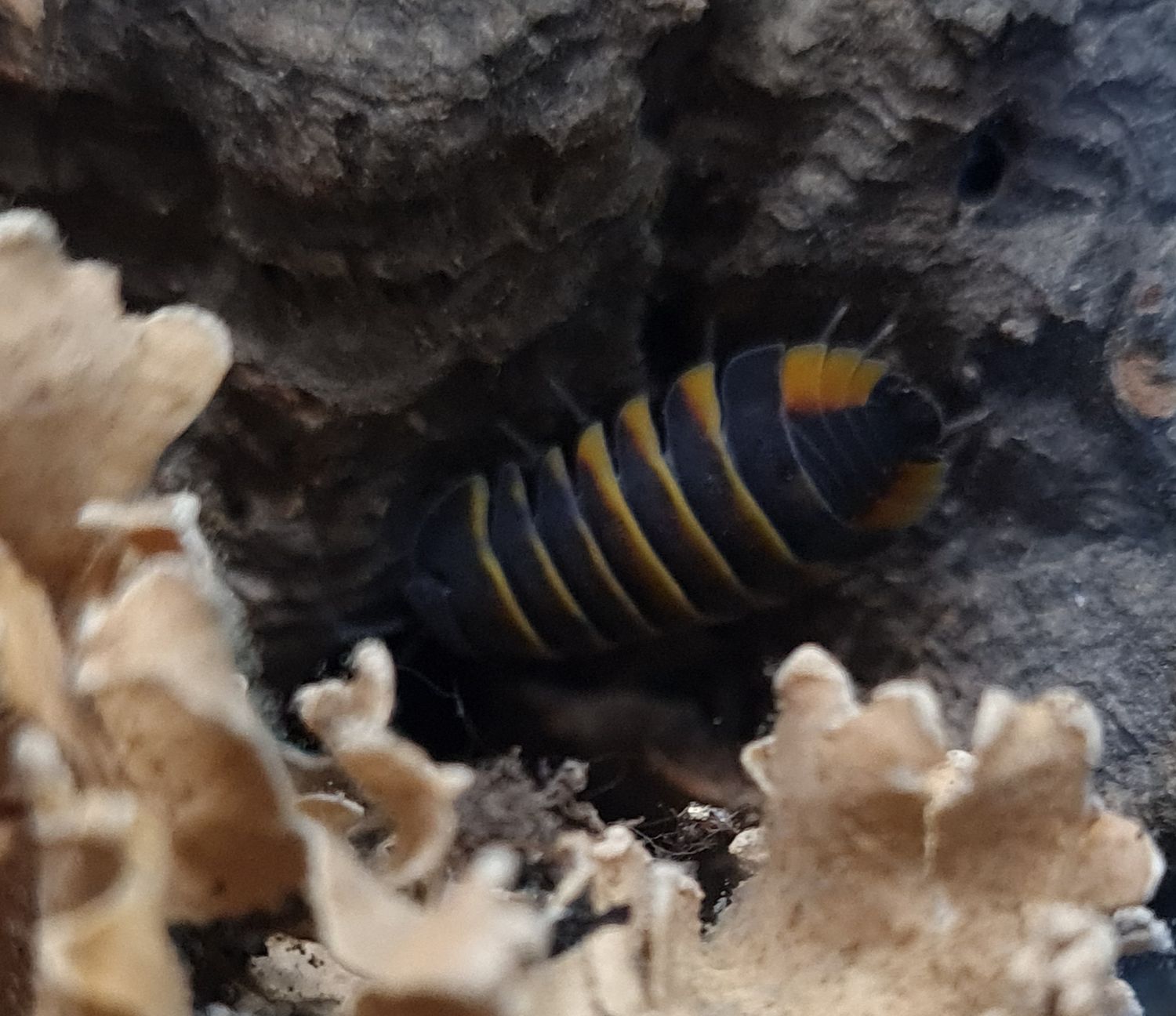 Ardentiella sp &#39;Ember Bee High Yellow &#39;