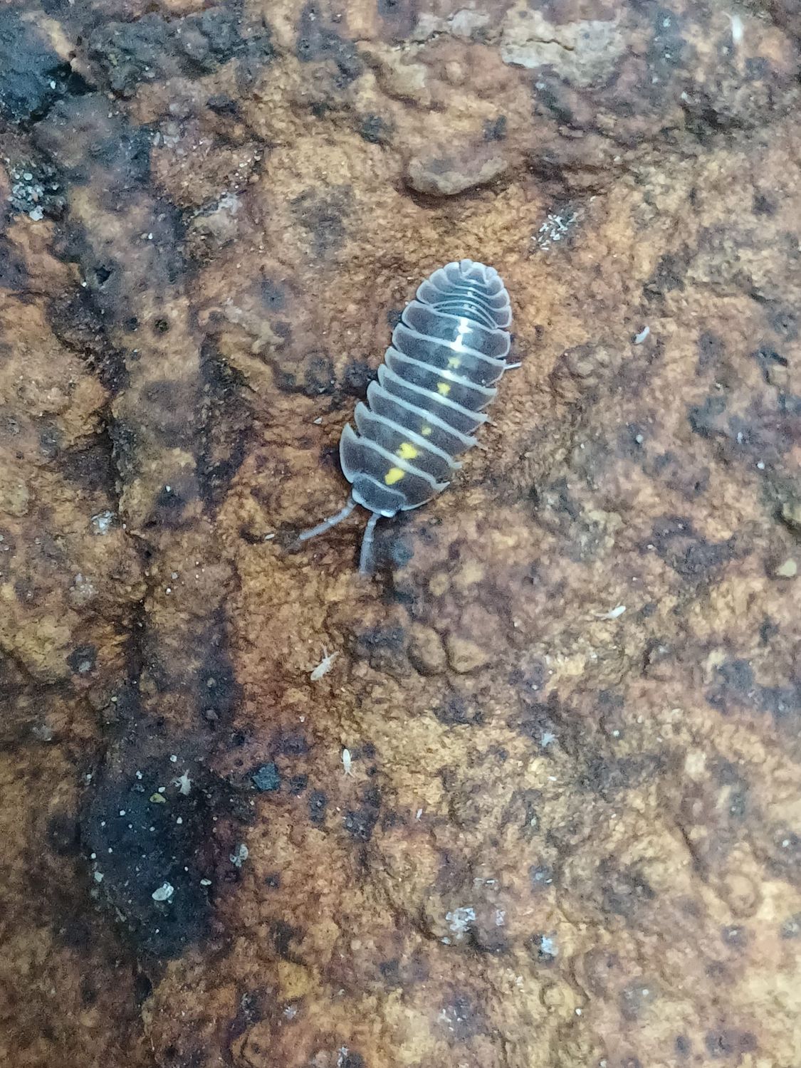 Armadillidium Germanicum