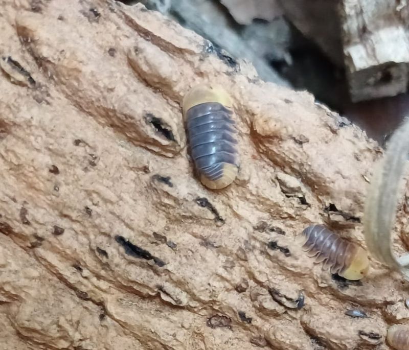 Cubaris sp ' Rubber ducky'