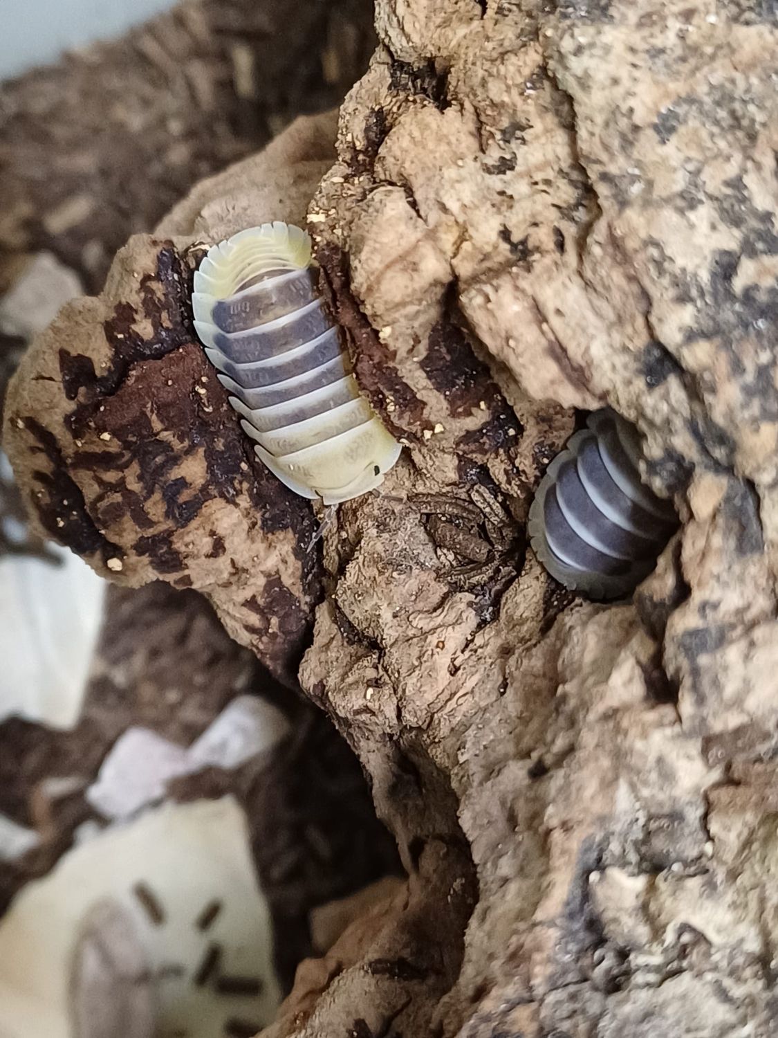 Cubaris sp &#39;Jupiter &#39;