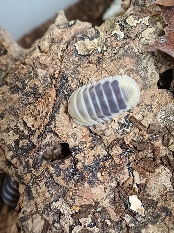 Cubaris sp 'Jupiter '