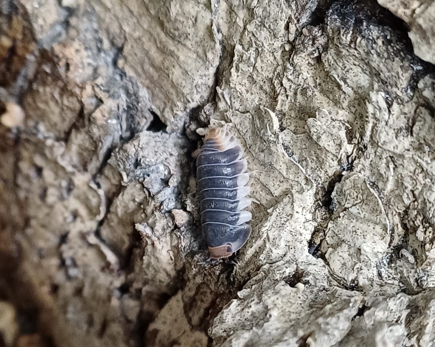 Cubaris sp &#39;Pak chong&#39;