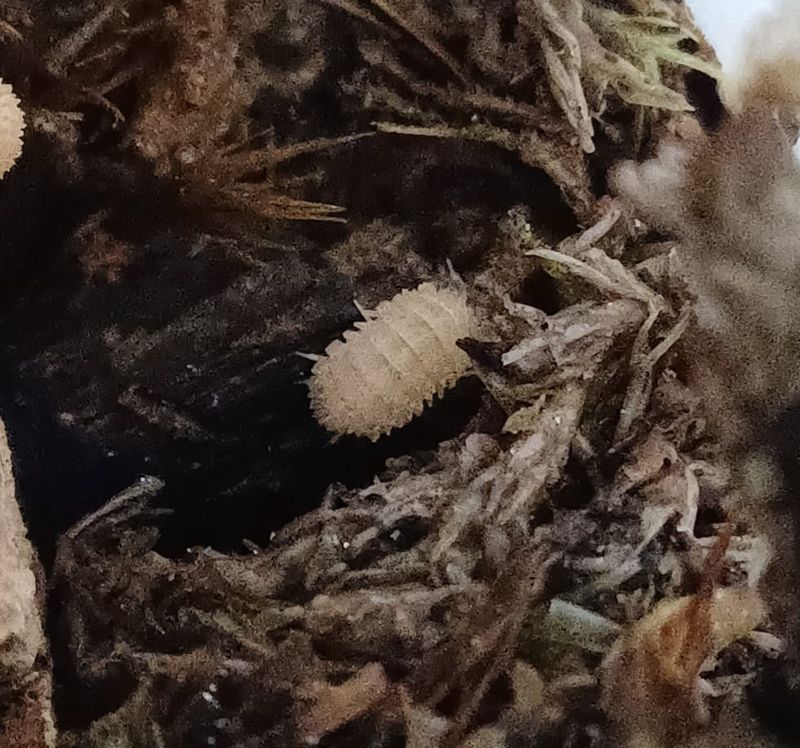 Cristarmadillidium muricatum