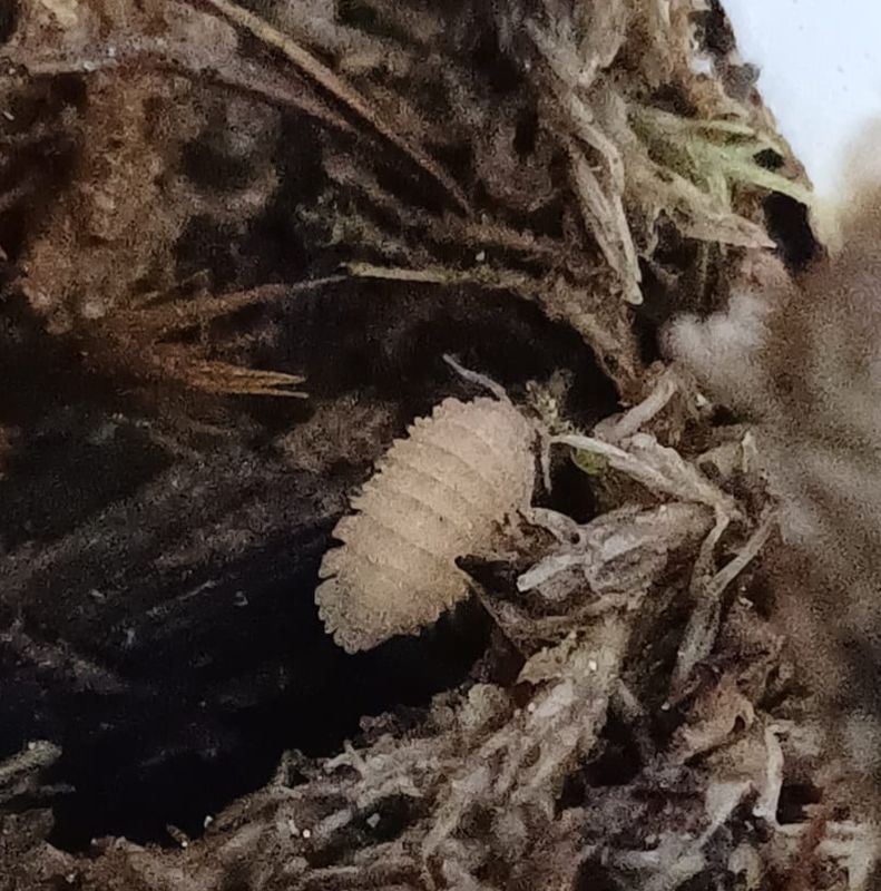 Cristarmadillidium muricatum