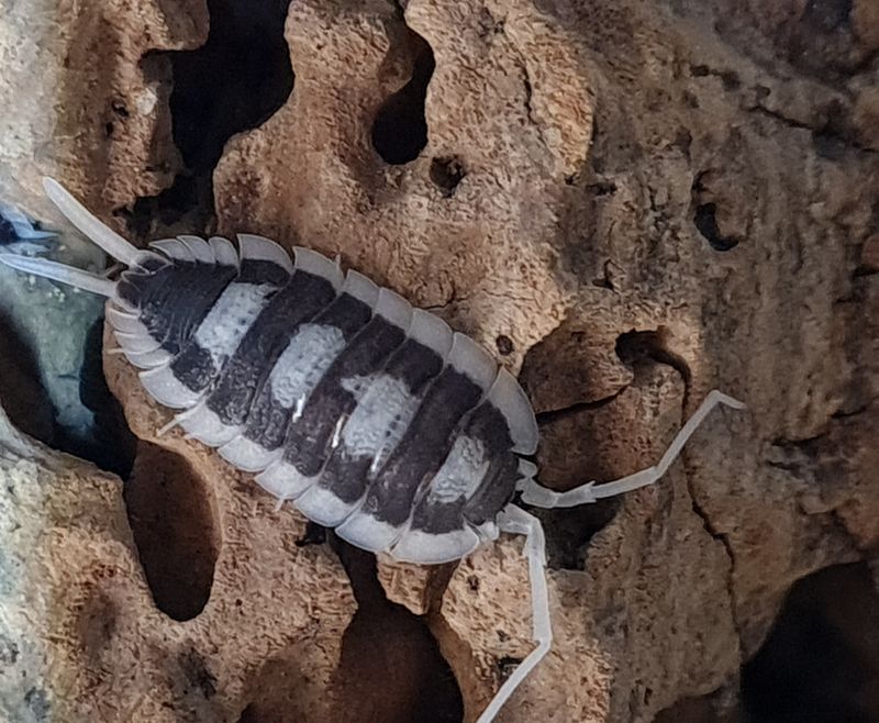 Porcellio Succinctus (F2)