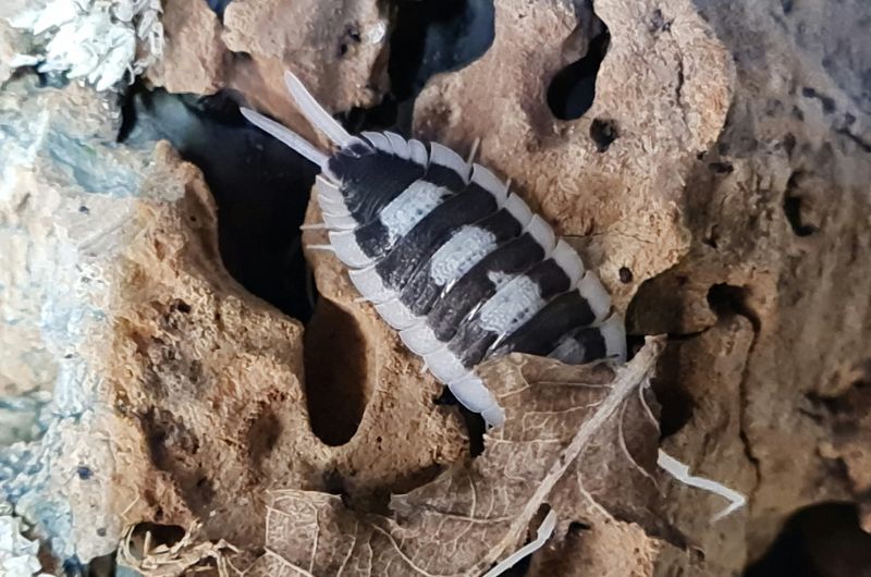 Porcellio Succinctus (F2)