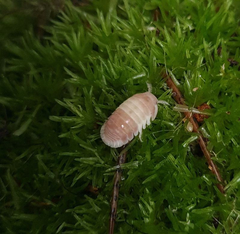 Cubaris sp "Pink Panda King"
