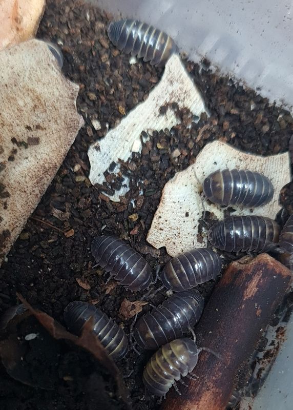 Armadillidium badium  "Casteldaccia"
