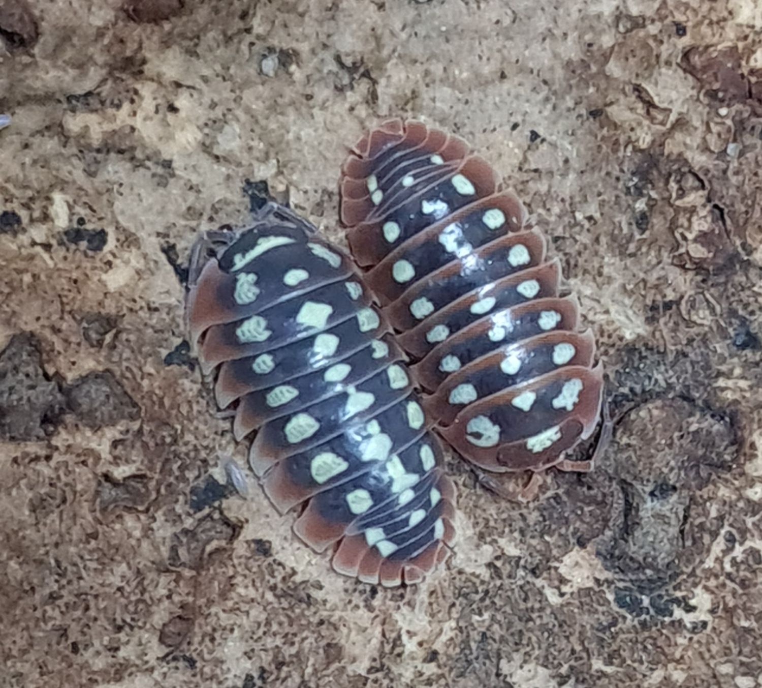 Armadillidium klugii &quot;Dubrovnik &quot;