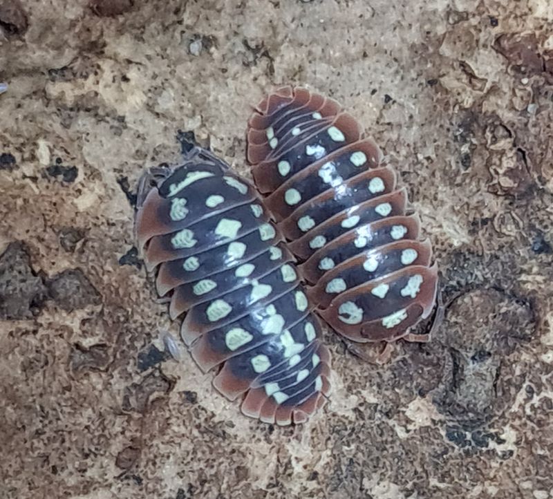 Armadillidium klugii &quot;Dubrovnik &quot;
