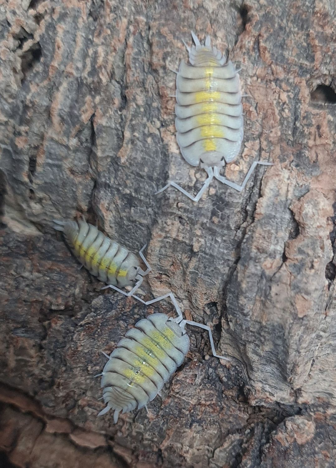 Porcellio bolivari &quot;Yellow Ghost &quot;