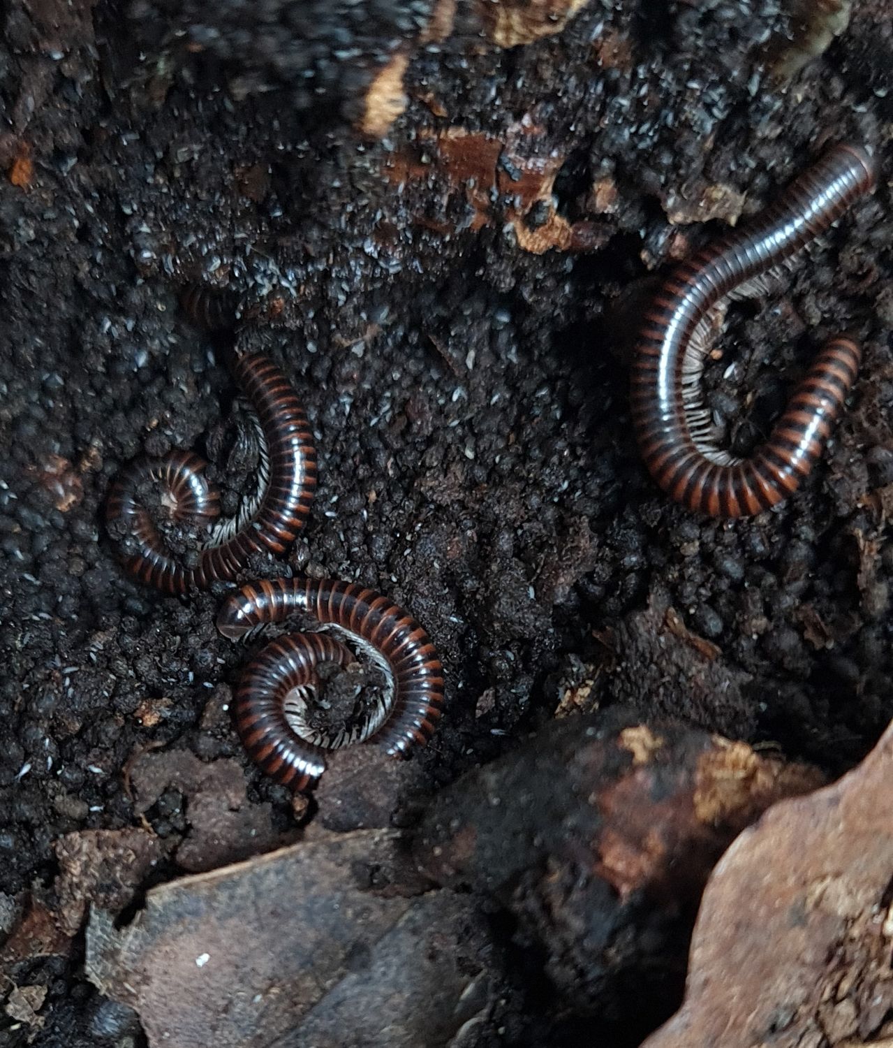 Leptogoniulus sorornus