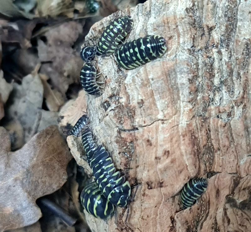 Armadillidium maculatum zebra "Yellow"