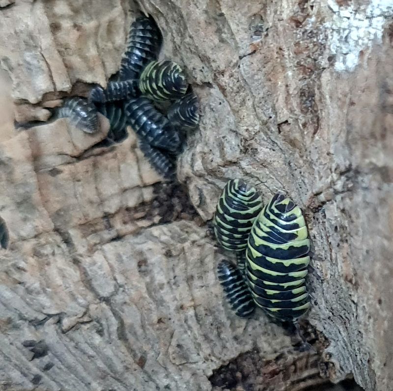 Armadillidium maculatum zebra &quot;Yellow&quot;