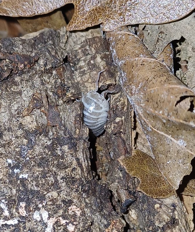 Armadillium maculatum &quot;chocolate zebra&quot;