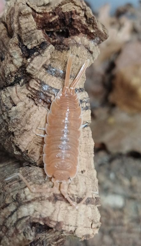 Porcellio Magnificus