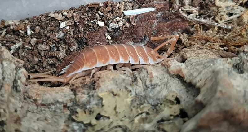 Porcellio hoffmannseggi 'Orange'
