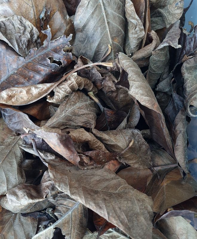Magnolia blad