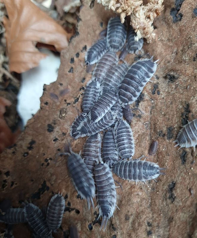 Porcellio hoffmannseggi