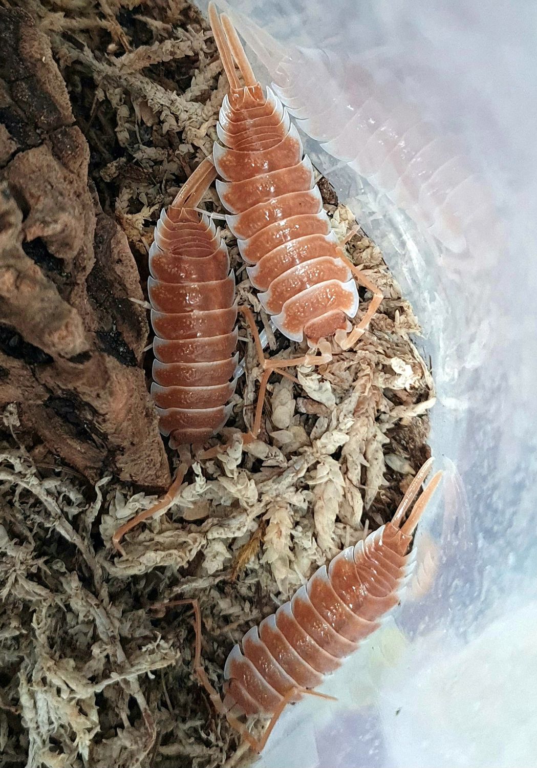 Porcellio hoffmannseggi &#39;Orange&#39;