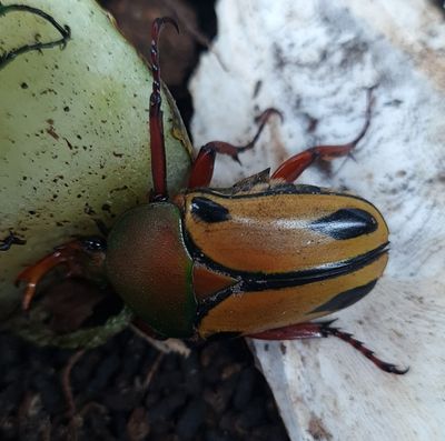 Eudicella trilineata