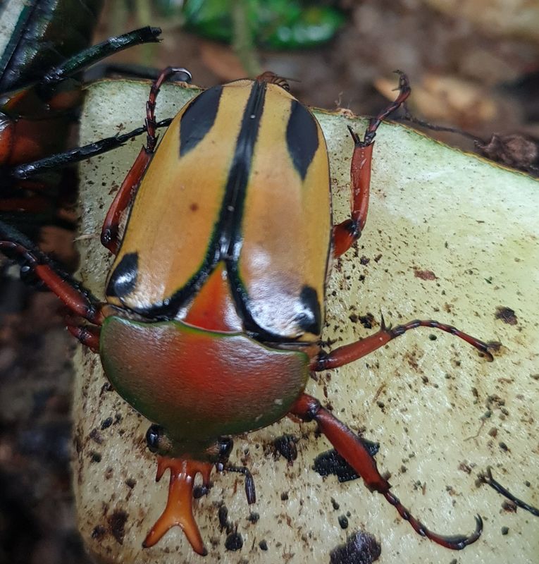 Eudicella trilineata