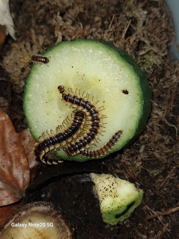 Orthomorpha sp &#39;Yellow banded&#39;