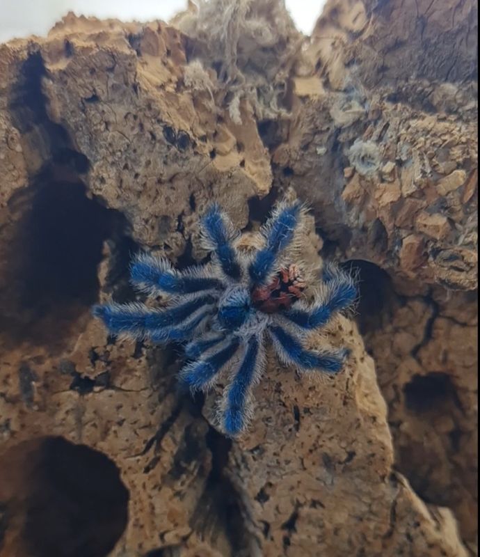 Typhochlaena seladonia