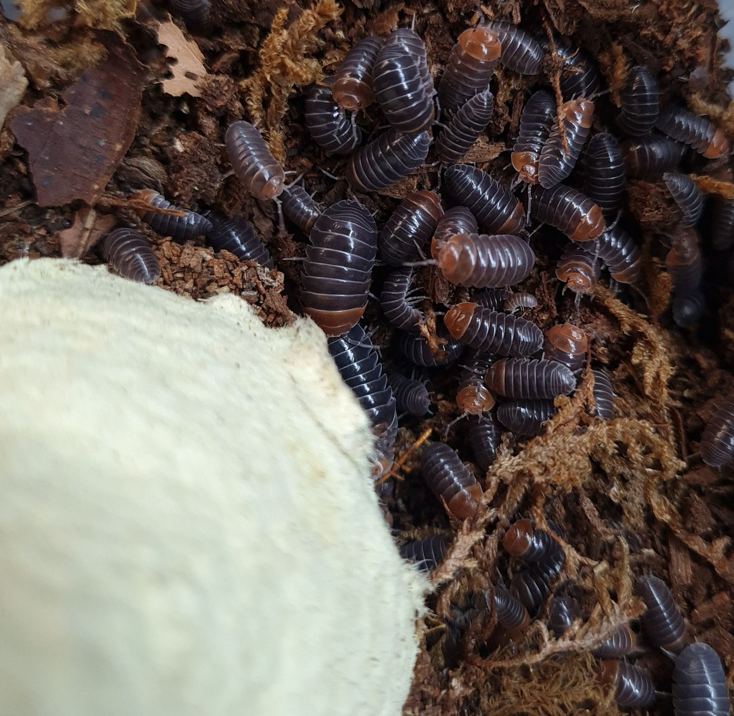 Armadillidium Flavoscutatum &#39;Red head&#39;