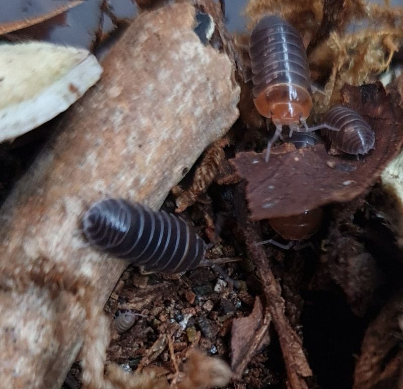 Armadillidium Flavoscutatum 'Red head'