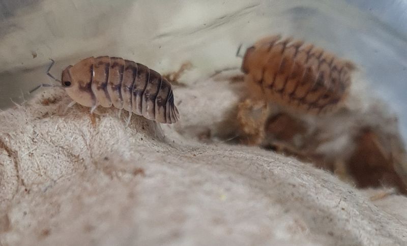 Cubaris sp "Yellow Tiger"