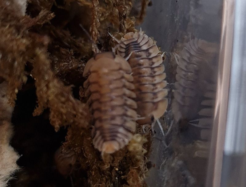 Cubaris sp &quot;Yellow Tiger&quot;