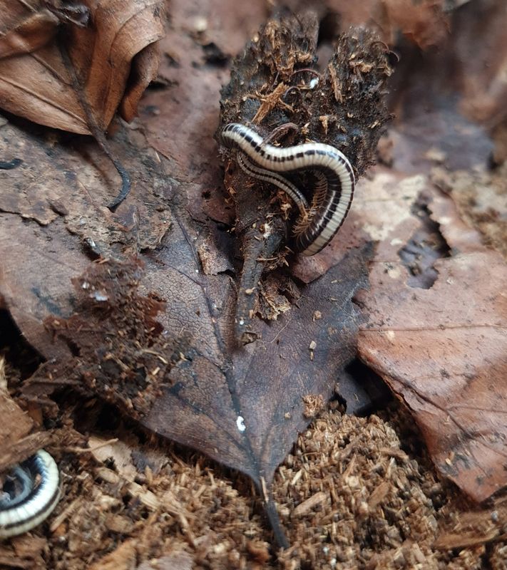 Spirobolellus sp Maui