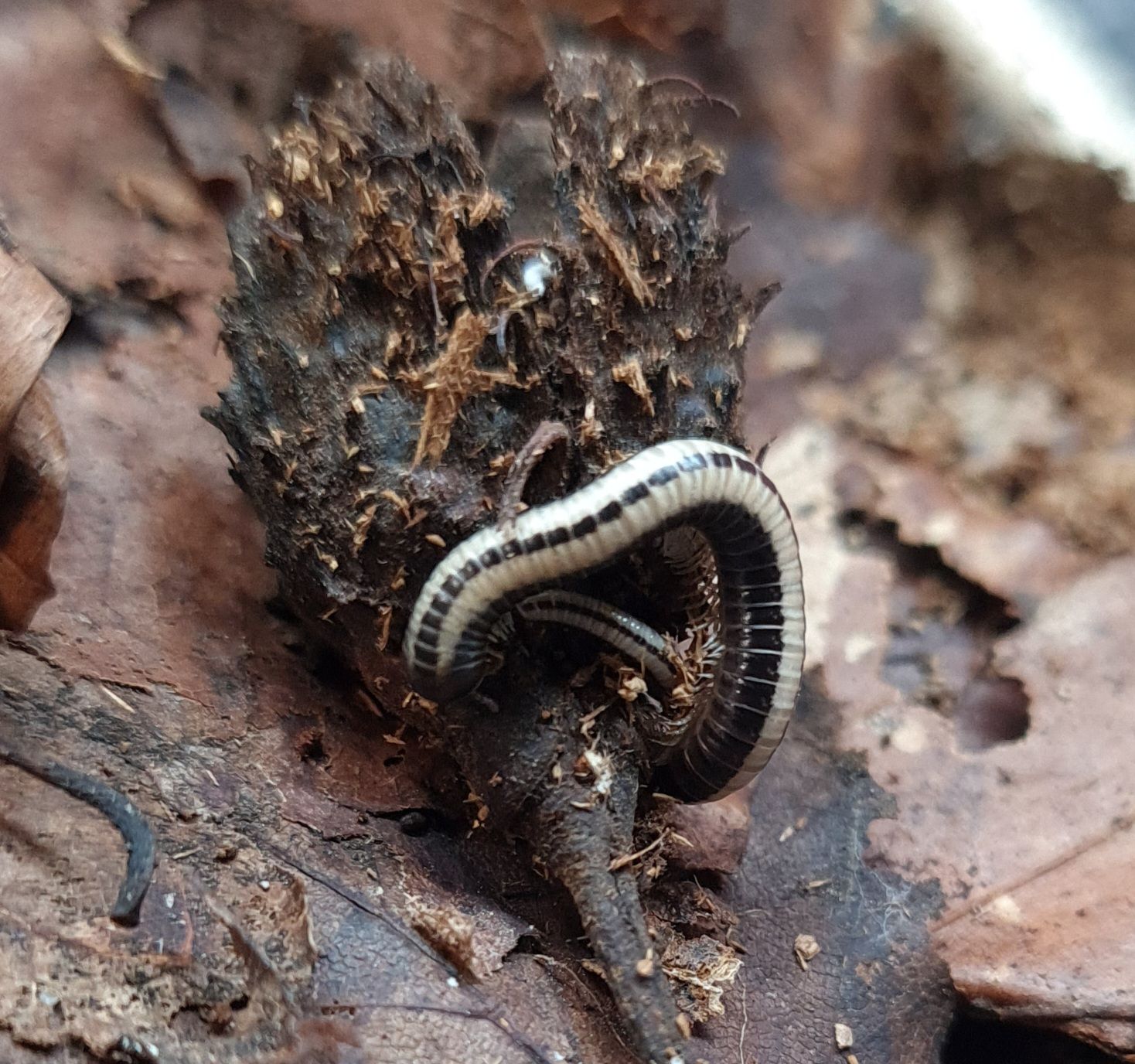 Spirobolellus sp Maui