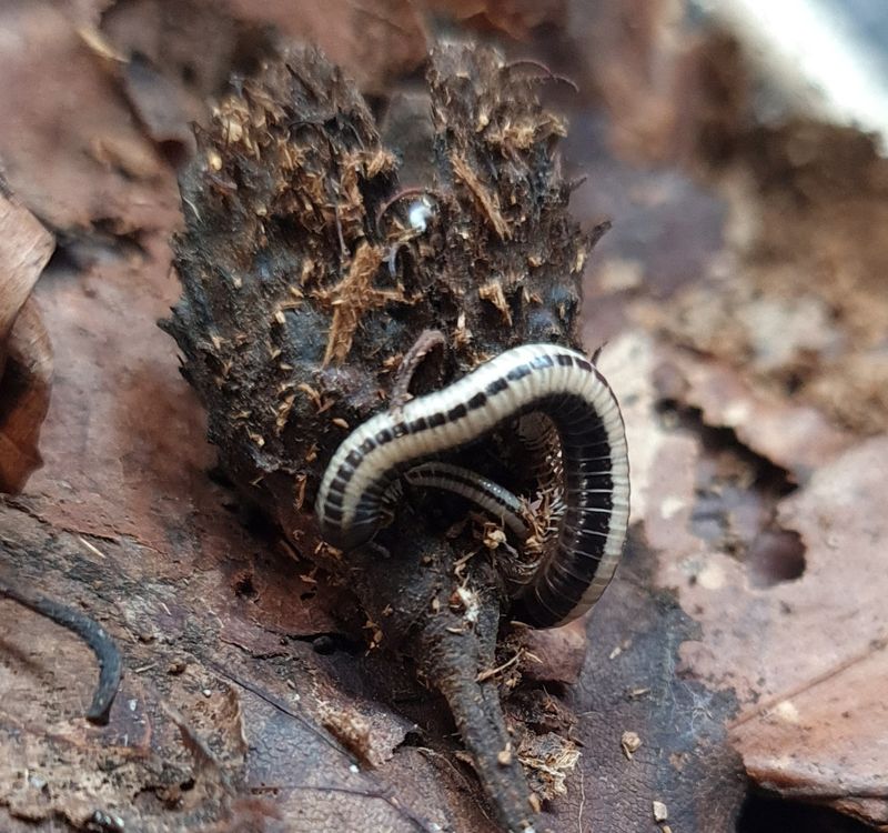 Spirobolellus sp Maui