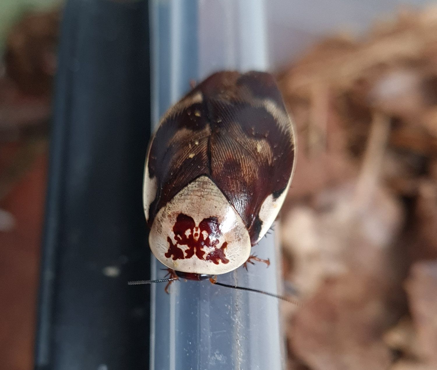 Gyna centurio (porselein kakkerlak)