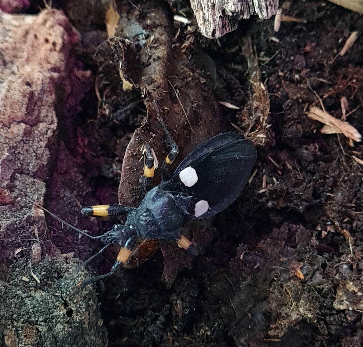 Platymeris biguttatus