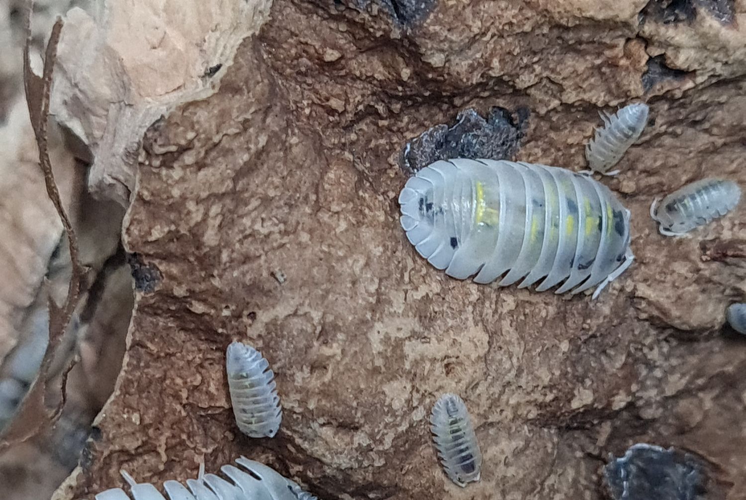 Armadillidium granulatum &#39;magic potion &#39;