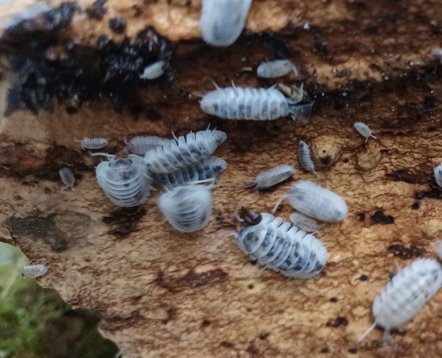 Nesodillo arcangelii